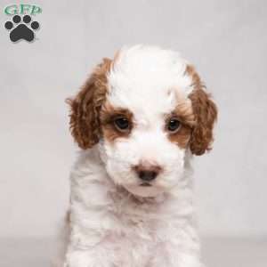 Graham, Cavapoo Puppy